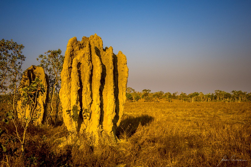 Termite Mounds at Sundown - Litchfield & Surrounds