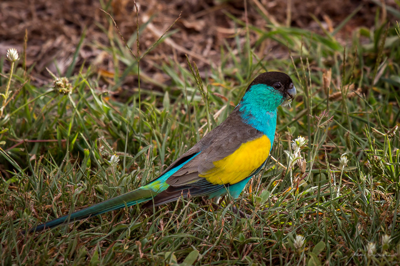 Hooded Parrot - Katherine & the Southern Top End