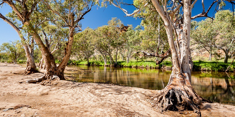 River Gums at Ormiston - Alice Springs and Southern N.T.