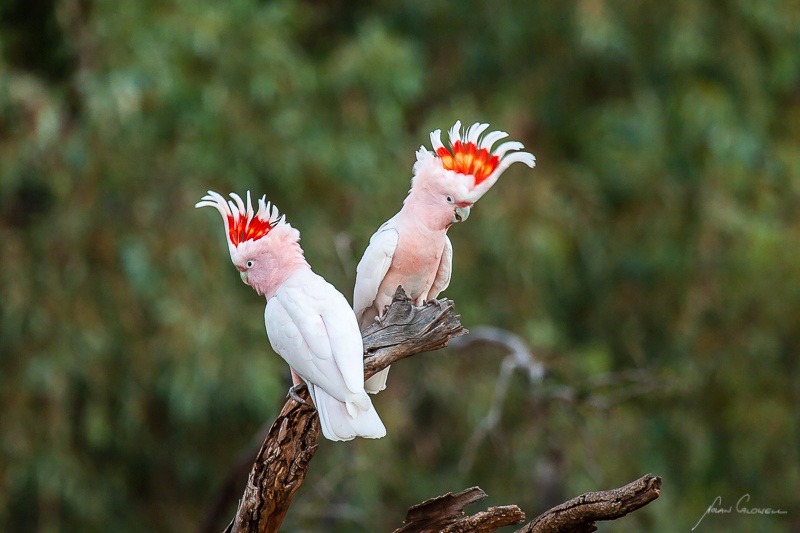 Major Mitchell Cockatoos - Alice Springs and Southern N.T.