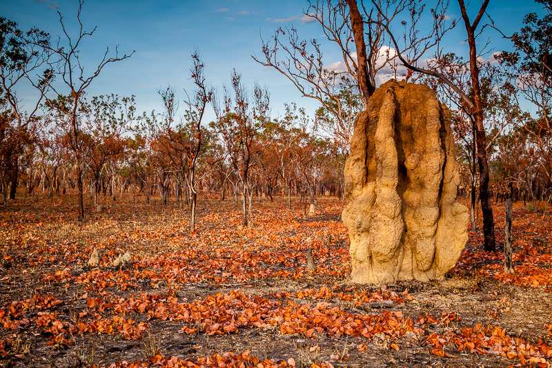 Autumn leaves in the Tropics - Katherine & the Southern Top End