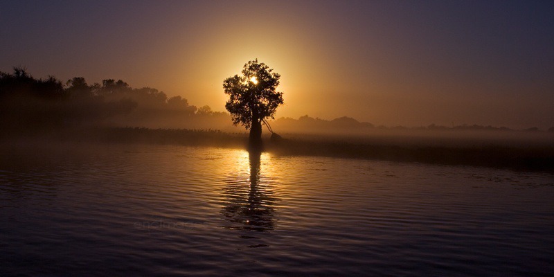 Enlightened Tree - Mary River & Kakadu