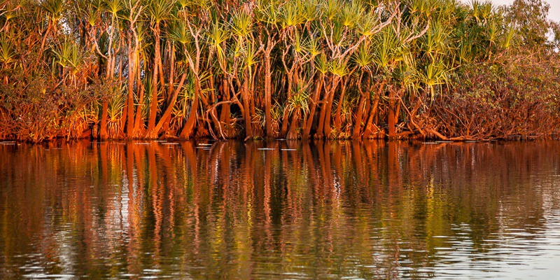 Glowing Pandanus - Mary River & Kakadu