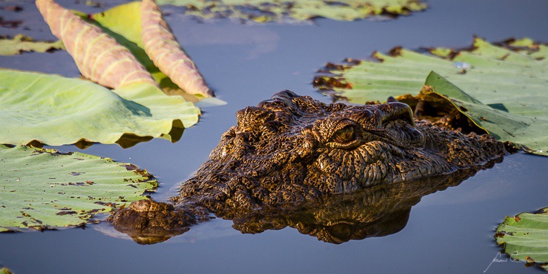 Croc in the Lillies - Mary River & Kakadu