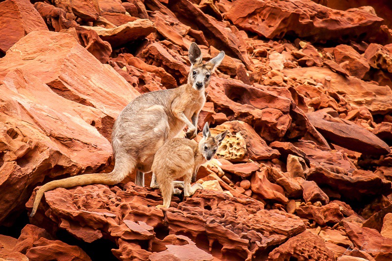 Rock Wallabies - Alice Springs and Southern N.T.