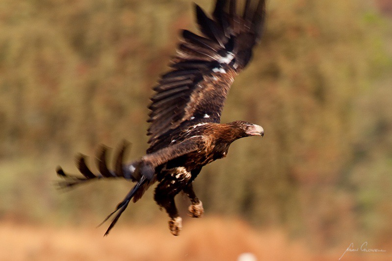 Wedge-tailed Eagle - Victoria River Region