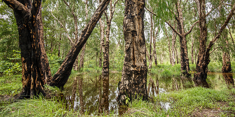 Reflected Trees - Litchfield & Surrounds