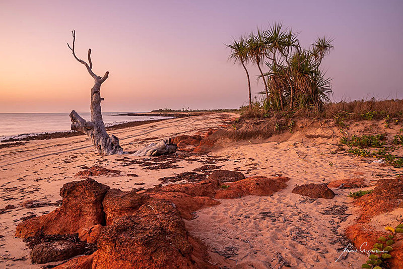 Twilight of an old Tree - New Releases