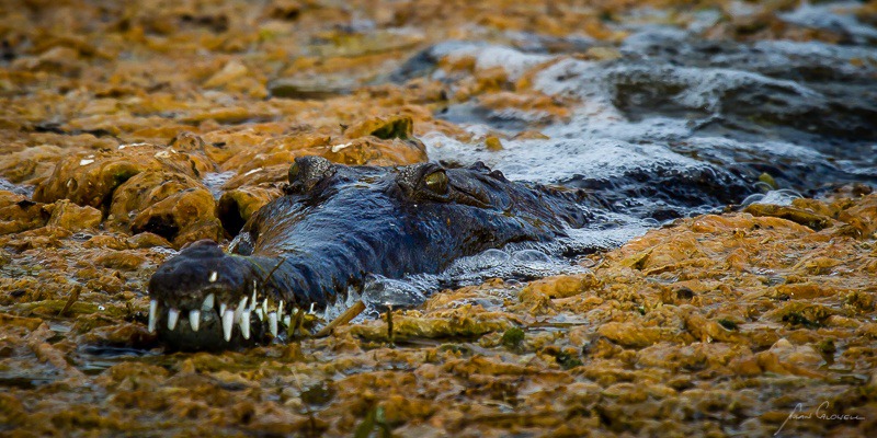 Freshwater Crocodile - East Kimberley