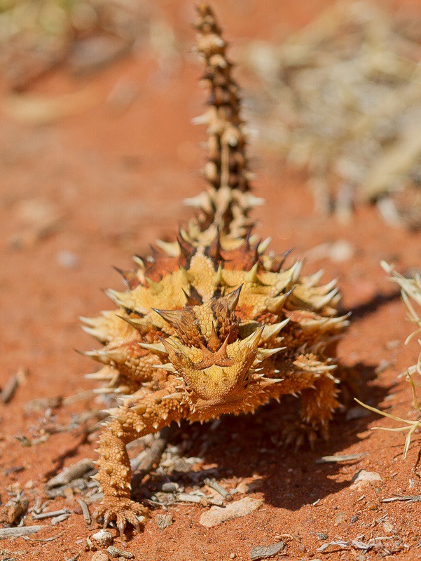 Thorny Devil - The Barkly