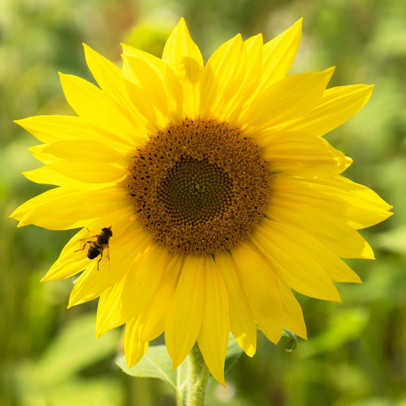 Sun Kissed - FLOWERS