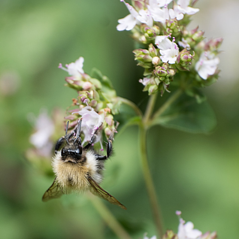 19th July Bee on Oregano Flowers - JULY