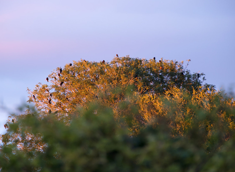 22nd July Rookery at Evening Light - JULY