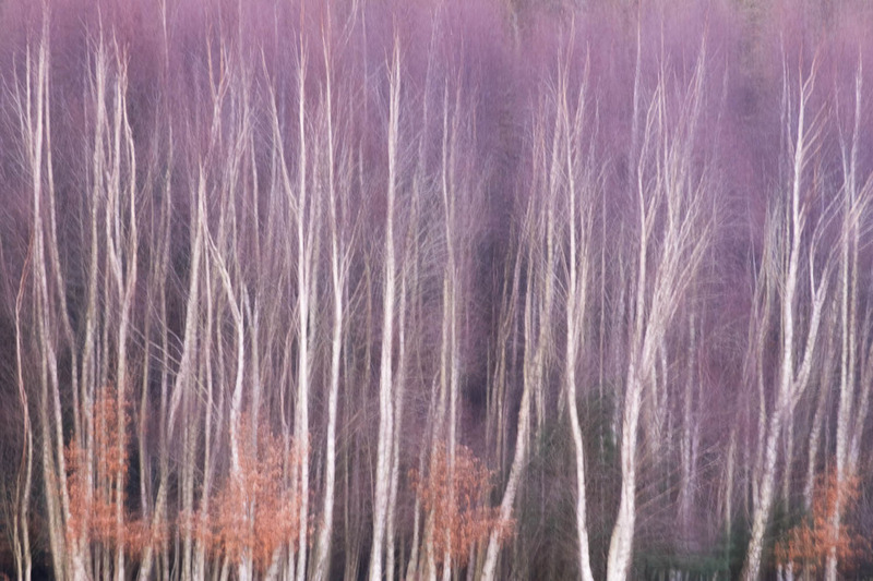 12th Dec Purple Haze - DECEMBER