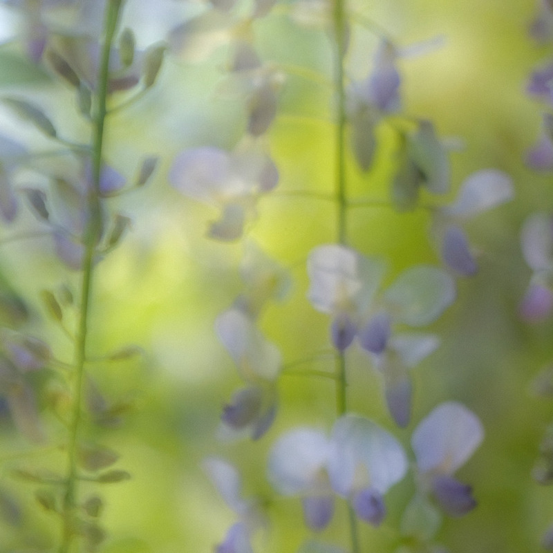 Wisteria - IMPRESSIONS