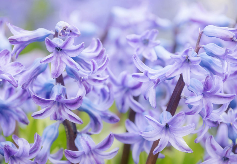 10th March Hyacinths - MARCH