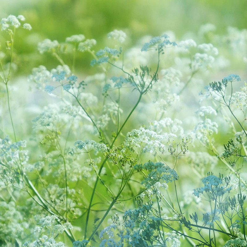 Breath of Summer - FLOWERS