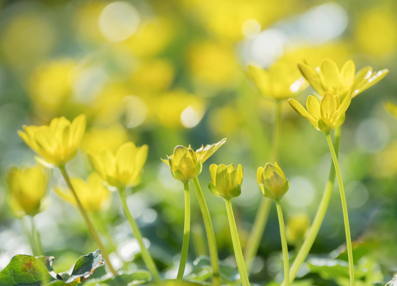2nd April Celandines - APRIL