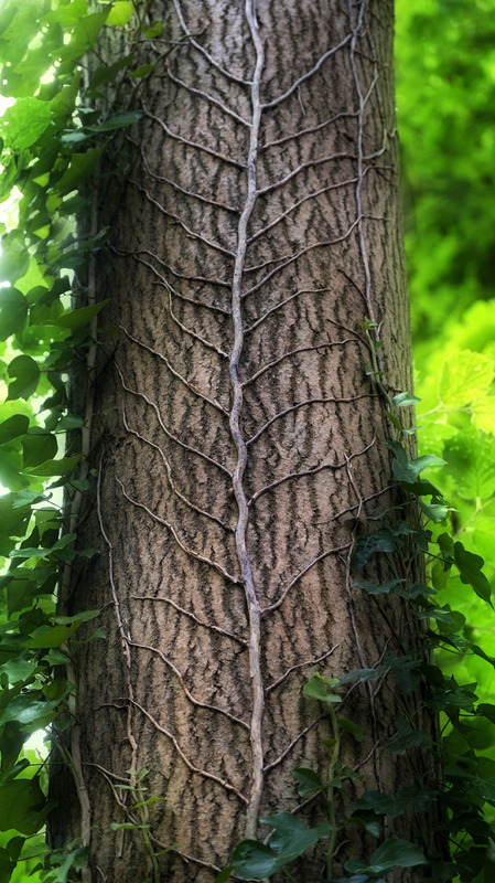 16th July Ivy Stems on Ash - JULY