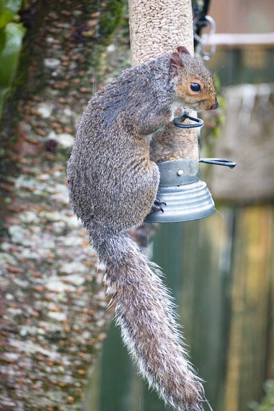 12th June Soggy Squirrel - JUNE