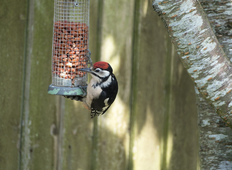 18th July Juvenile Great Spotted Woodpecker - JULY