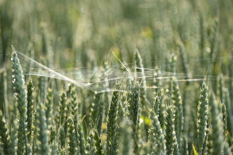 8th June Spiders Web in Wheat - JUNE