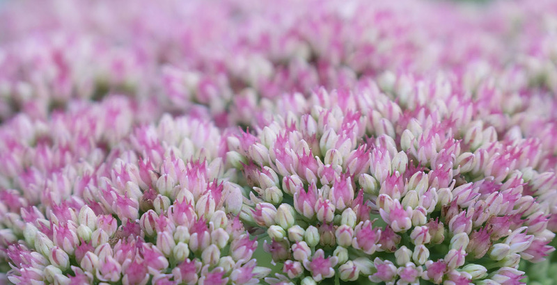 6th Sept Sedum Flowers - SEPTEMBER