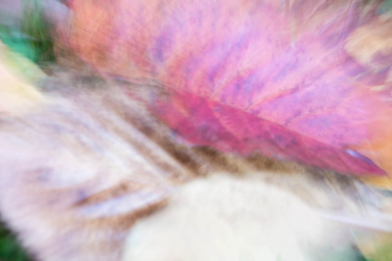 6th Nov Leaf Abstract - NOVEMBER