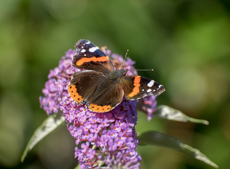 4th August Red Admiral - AUGUST