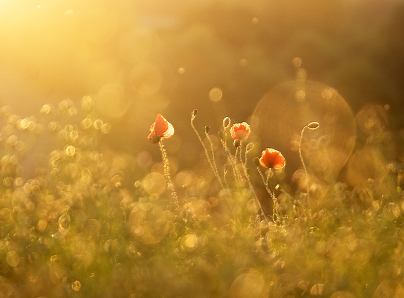 Solstice Light - FLOWERS