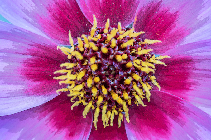 20th August Dahlia Flower - AUGUST