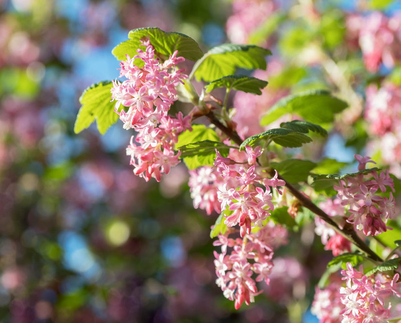 31st March Flowering Currant - MARCH