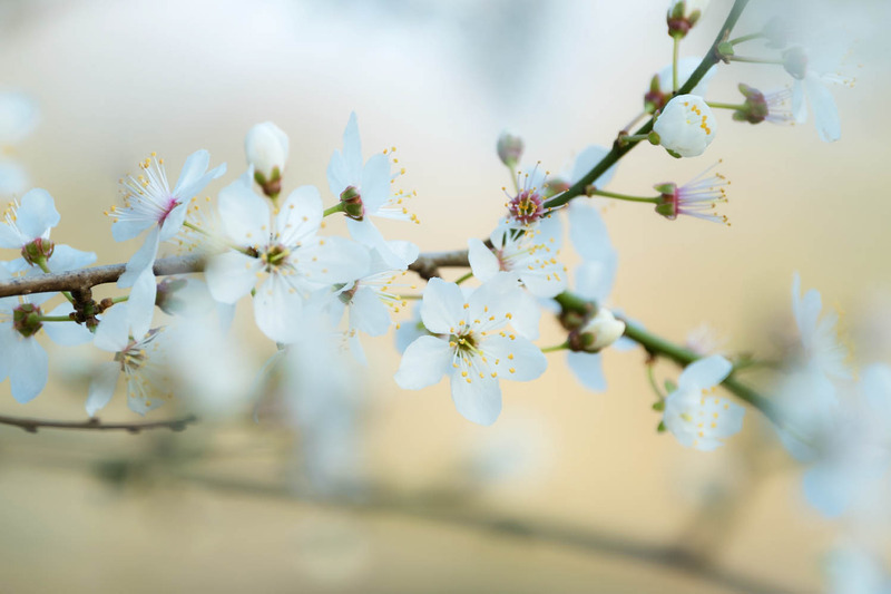24th March Blackthorn - MARCH