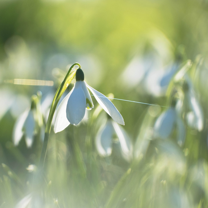 2nd February Snowdrops - FEBRUARY