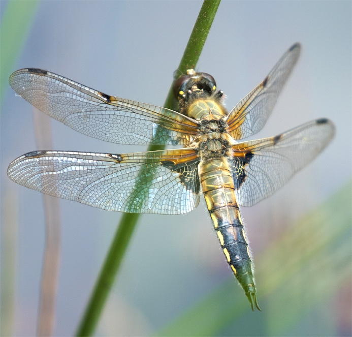 Iridescence - NATURE