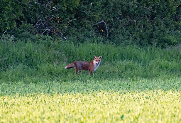6th May Fox - MAY