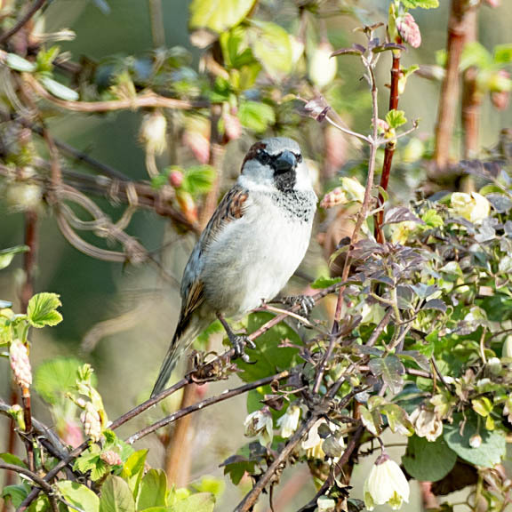 9th March Sparrow - MARCH