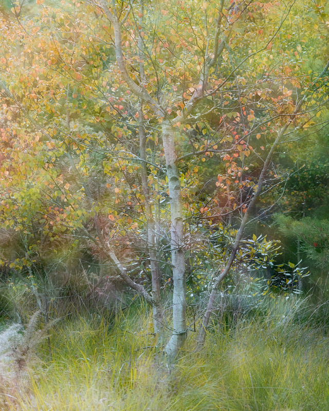 6th August Wareham Forest - AUGUST