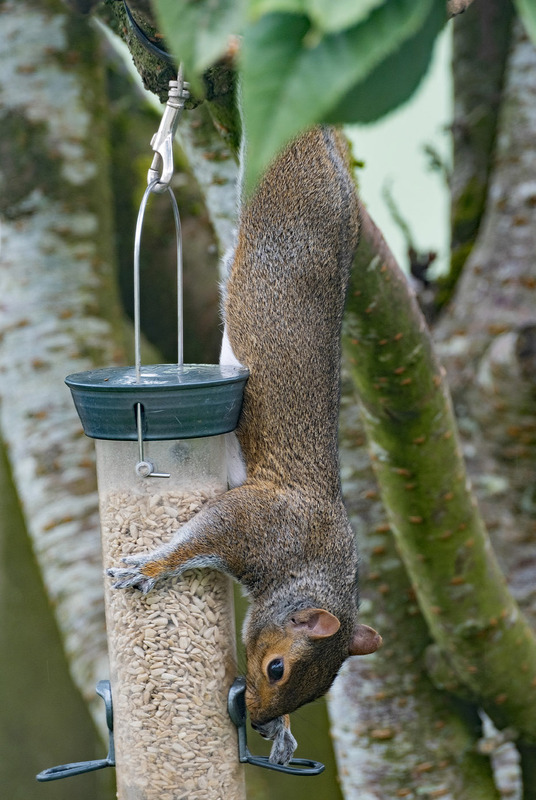 24th June Acrobatic Squirrel - JUNE