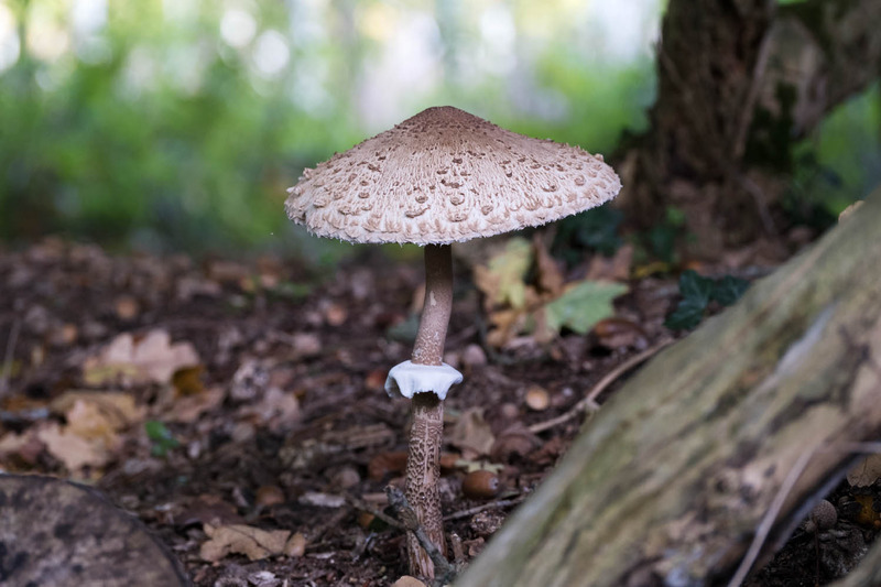 7th Oct Woodland Parasol - OCTOBER