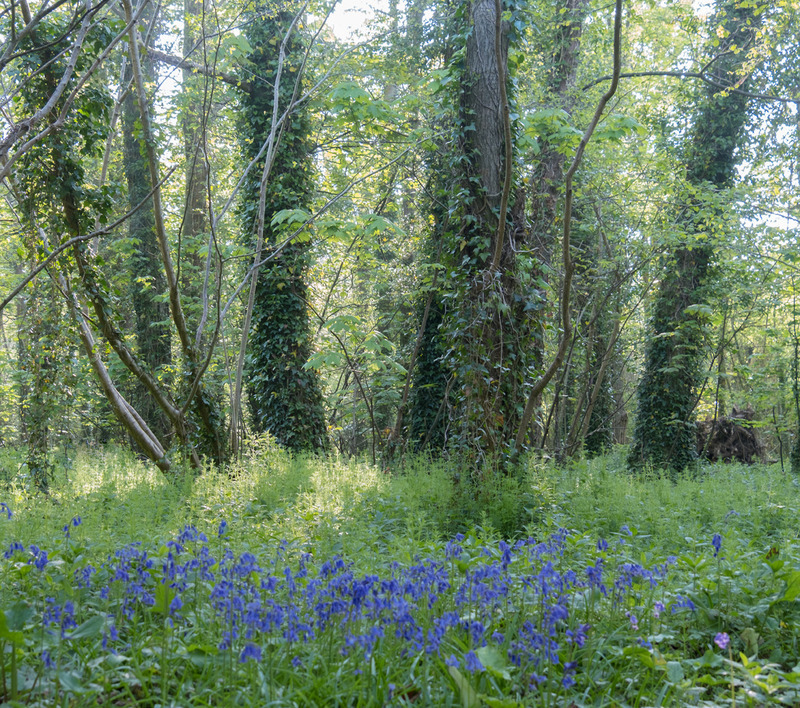 27th April Early Morning Woodland - APRIL