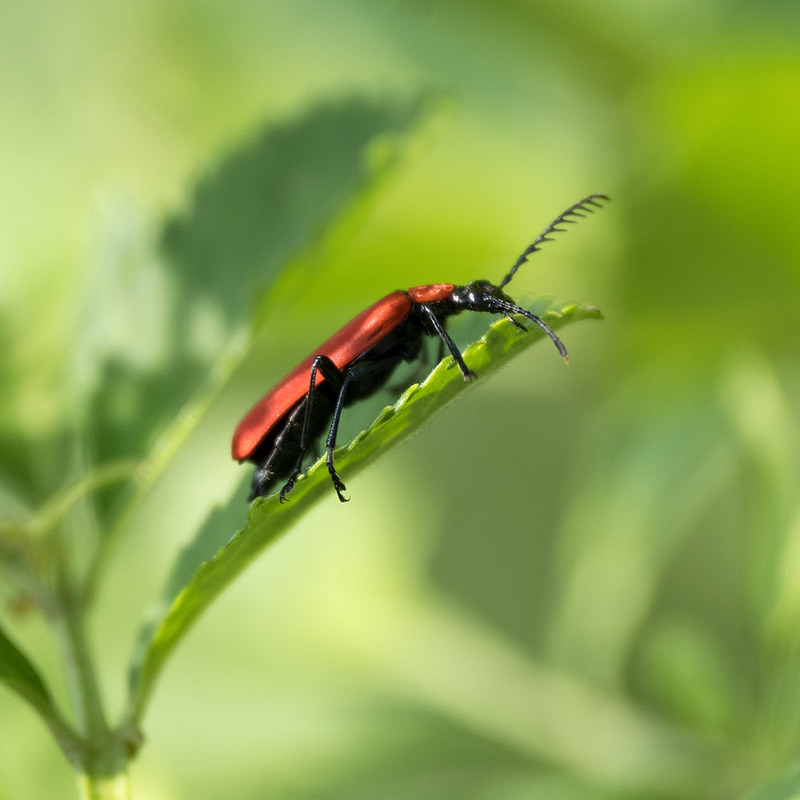 31st May Cardinal Beetle - MAY
