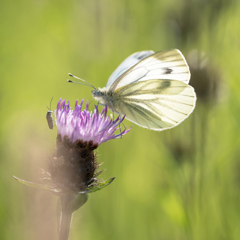 19th June Green Veined White - JUNE