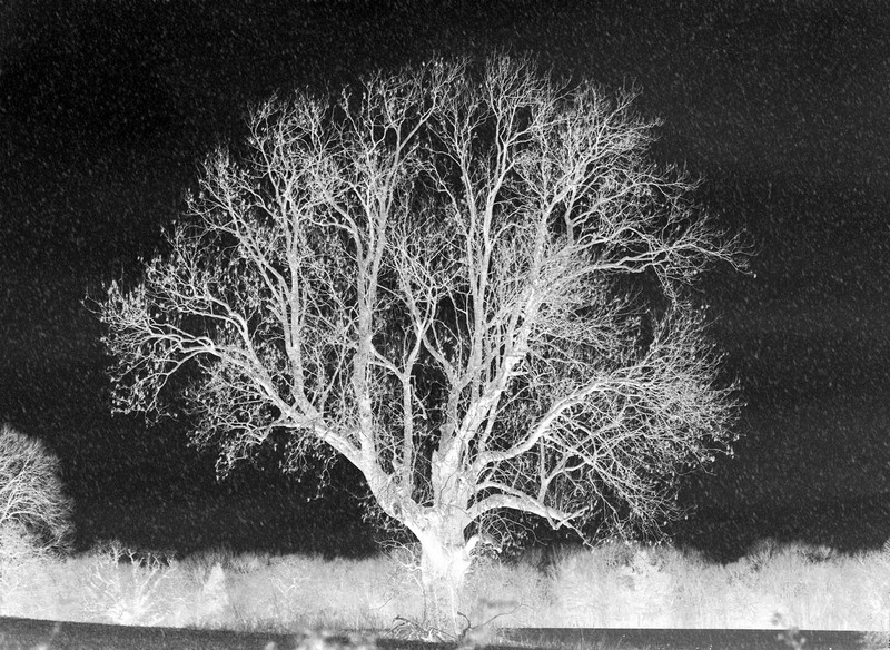 26th Dec Ancient Oak - DECEMBER