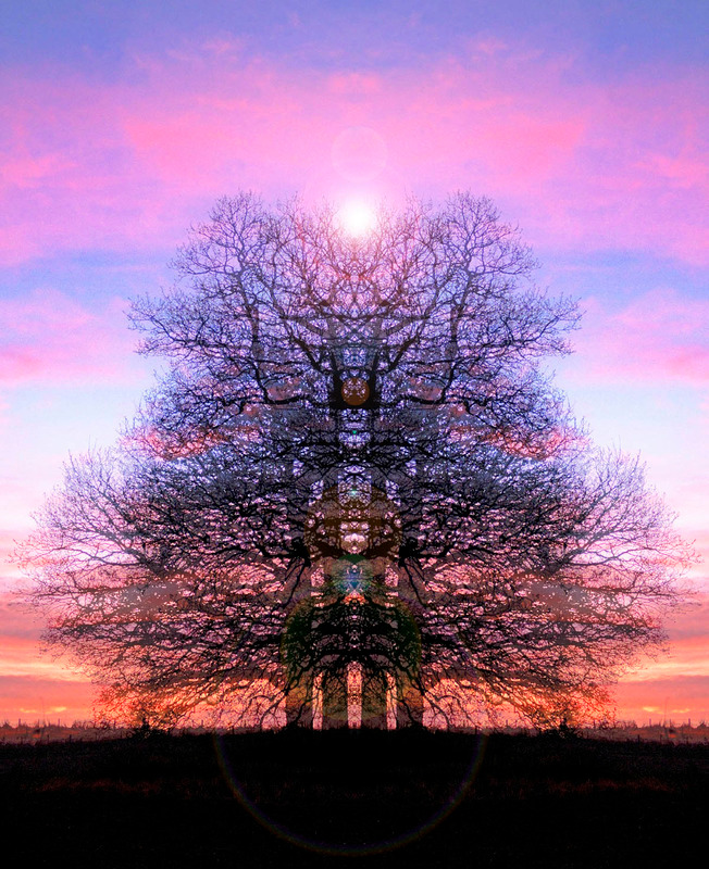 Angel Light - TREES & WOODLAND