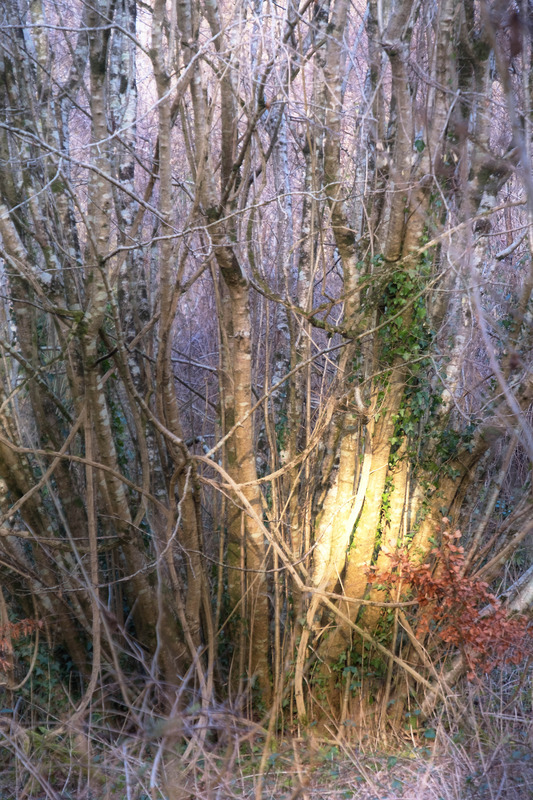 3rd February Splash of Gold - FEBRUARY