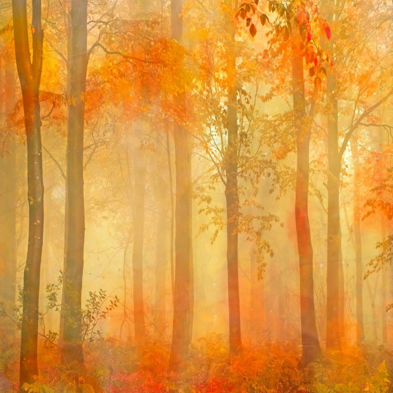 Autumn Beech Wood - TREES & WOODLAND