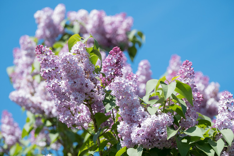 28th April Lilac Blue - APRIL