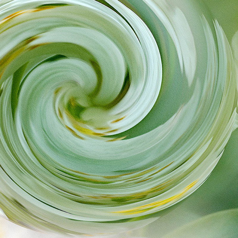 14th Oct Choisya Swirl - OCTOBER