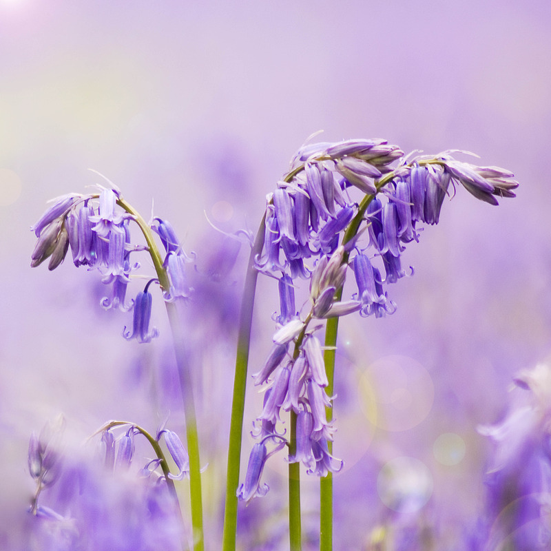 Enchantment - FLOWERS